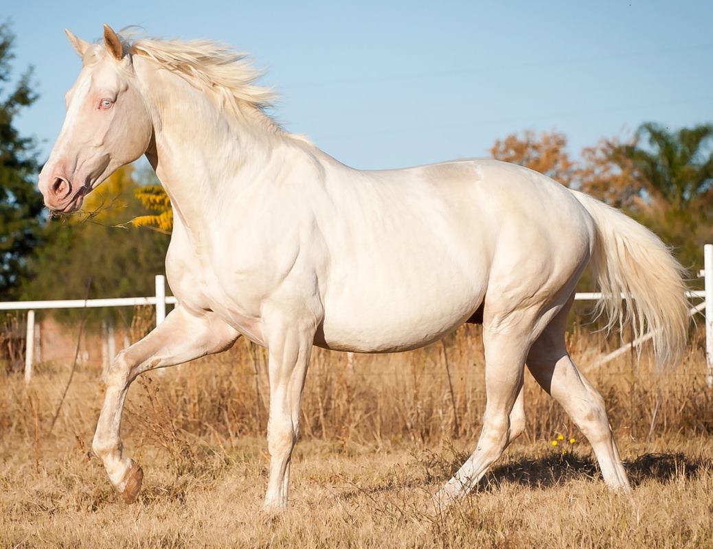 Amor is a well-bred Sabino Cremello Warmblood Stallion